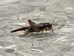 Gryllidae