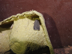 Caradrina