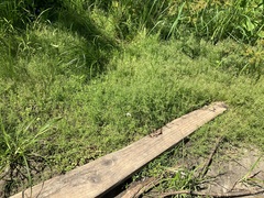 Eragrostis hypnoides