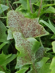 Puccinia hieracii