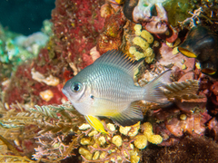 Amblyglyphidodon leucogaster