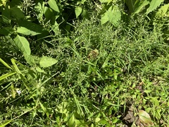 Eragrostis hypnoides