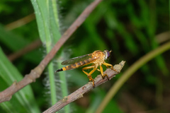 Clephydroneura