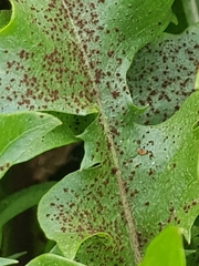 Puccinia hieracii