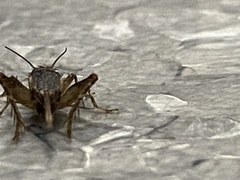 Gryllidae