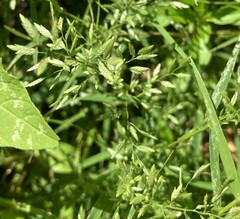 Eragrostis hypnoides