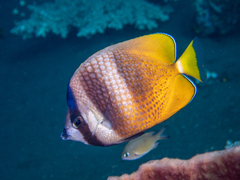 Chaetodon kleinii