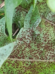 Puccinia hieracii
