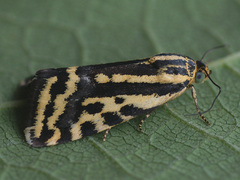 Acontia trabealis