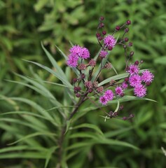 Vernonia noveboracensis