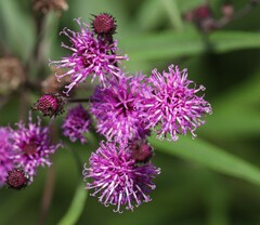 Vernonia noveboracensis