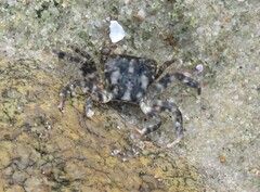 Hemigrapsus sanguineus