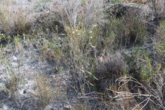 Struthiola ciliata