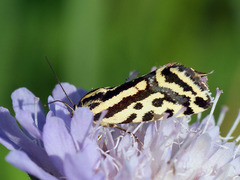 Acontia trabealis