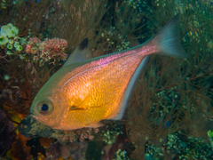 Pempheris vanicolensis