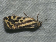 Acontia trabealis