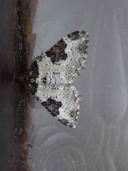 Xanthorhoe fluctuata