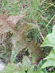 Puccinia hieracii