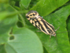 Acontia trabealis