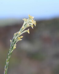 Struthiola ciliata
