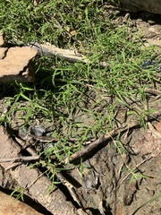 Eragrostis hypnoides