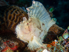 Taenianotus triacanthus