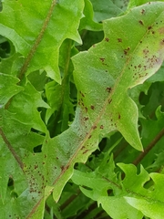 Puccinia hieracii