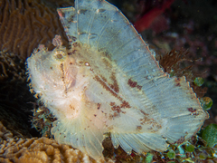 Taenianotus triacanthus