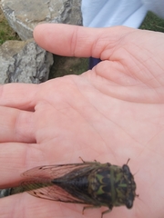 Neotibicen canicularis