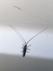 Hippopsis lemniscata