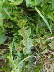 Puccinia hieracii