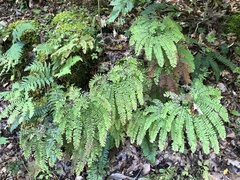 Adiantum pedatum