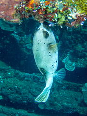 Arothron nigropunctatus