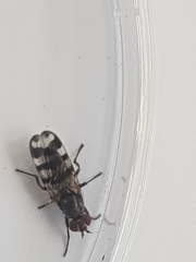 Ceroxys urticae