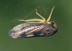 Pediopsoides distinctus