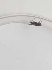 Ceroxys urticae