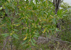 Dodonaea viscosa burmanniana