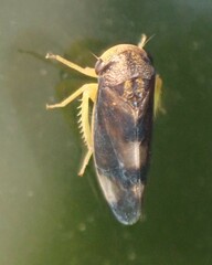Pediopsoides distinctus