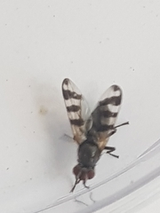 Ceroxys urticae
