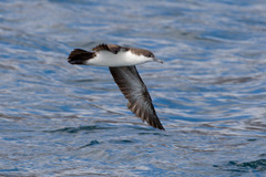 Puffinus subalaris