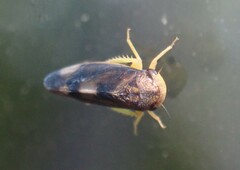 Pediopsoides distinctus