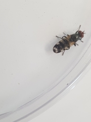 Ceroxys urticae