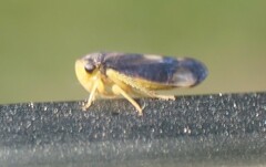 Pediopsoides distinctus