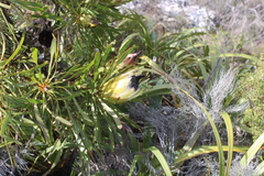 Protea longifolia