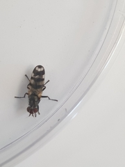 Ceroxys urticae