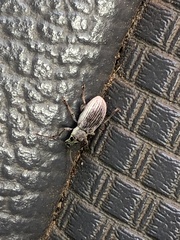 Cyrtepistomus castaneus