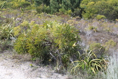 Protea longifolia