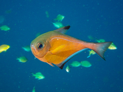 Pempheris vanicolensis