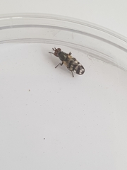 Ceroxys urticae