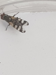 Ceroxys urticae